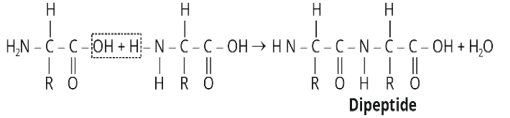 Biomolecules Study Note Diagram 40
