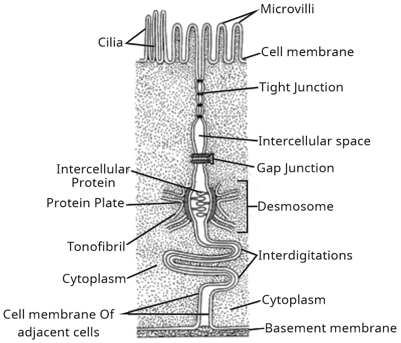 Animal Tissues Study Note Diagram 1