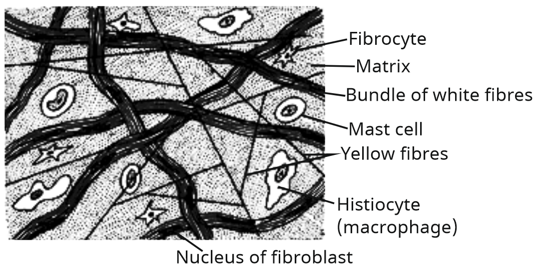 Animal Tissues Study Note Diagram 2
