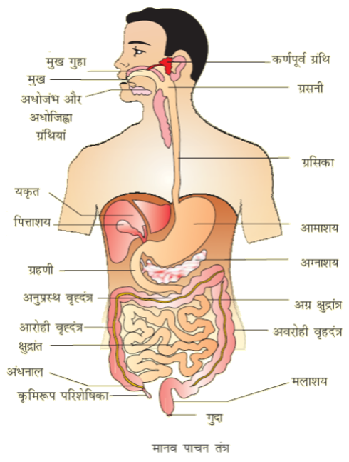 A diagram of a person's bodyDescription automatically generated with low confidence