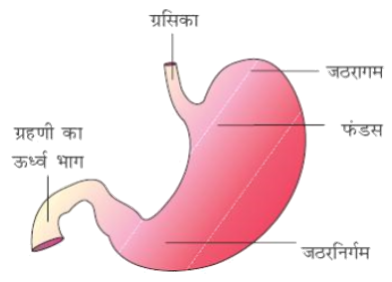 A diagram of a stomachDescription automatically generated with low confidence