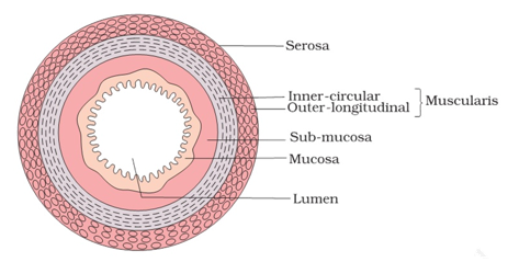 Human Digestive System Study Note Diagram 4
