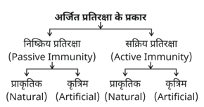 Human Health & Diseases Study Note Diagram 4