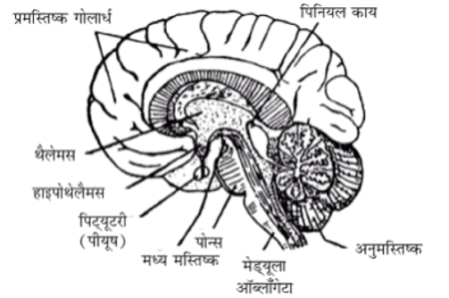 A diagram of a brainDescription automatically generated with low confidence