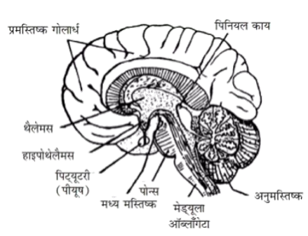 Nervous System Study Note Diagram 1