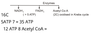 Plant Respiration Study Note Diagram 14