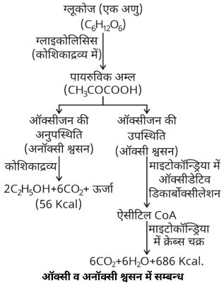Plant Respiration Study Note Diagram 2