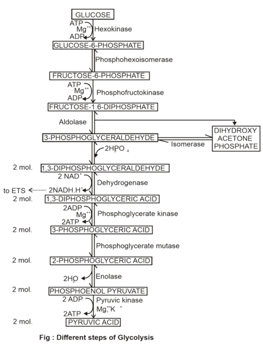 Plant Respiration Study Note Diagram 3