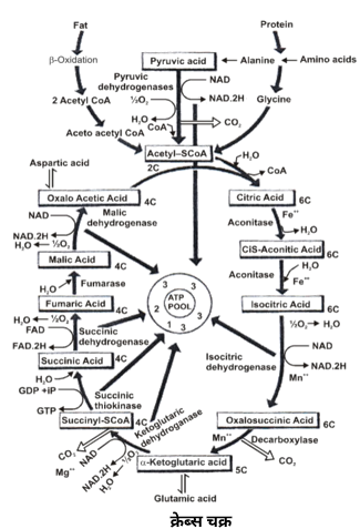 Plant Respiration Study Note Diagram 5
