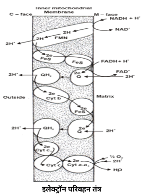 Plant Respiration Study Note Diagram 6