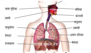 Respiratory System Study Note Diagram 1