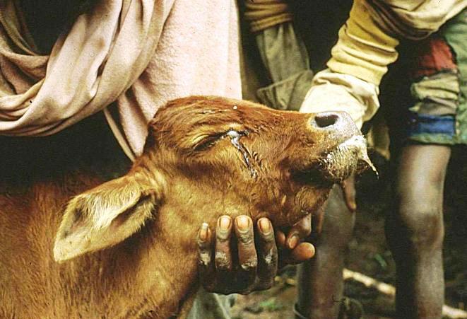 Rinderpest - Foreign Animal Disease Recognition