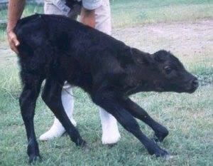 BOVINE EPHEMERAL FEVER- [Three Day Sickness] – Pashudhan praharee