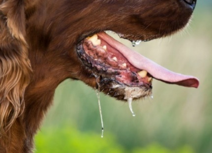 A picture containing mammal, dog, brown, grass

Description automatically generated
