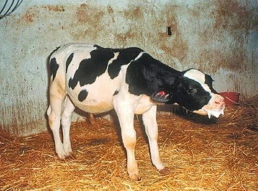सर्दियों में बछड़ों में होने वाली प्रमुख बीमारियां और उनका समाधान