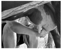Dairy Science & Technology Study Note Diagram 9
