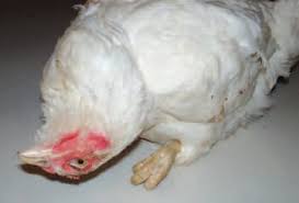 RANIKHET DISEASE IN POULTRY – Pashudhan praharee