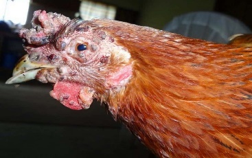 Fowl Pox in Chickens: Cause, Treatment and Prevention