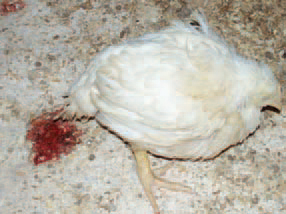 A bird eating a strawberryDescription automatically generated with low confidence